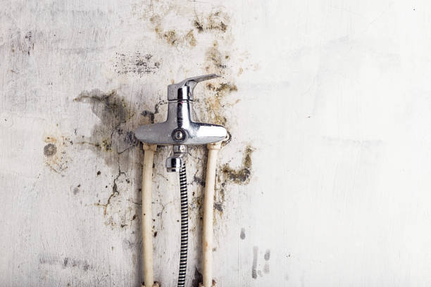 Best Professional Mold Removal  in Lugoff, SC