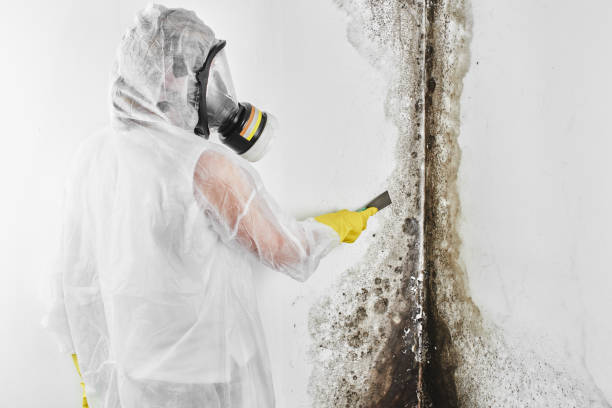 Best Toxic Mold Removal  in Lugoff, SC