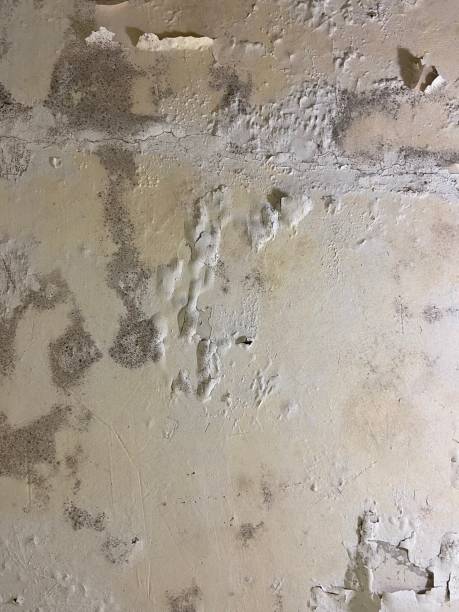 Best Same-Day Mold Removal  in Lugoff, SC