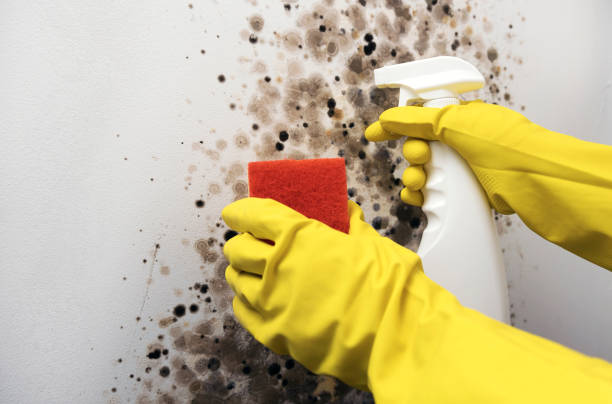 Best Commercial Mold Removal  in Lugoff, SC
