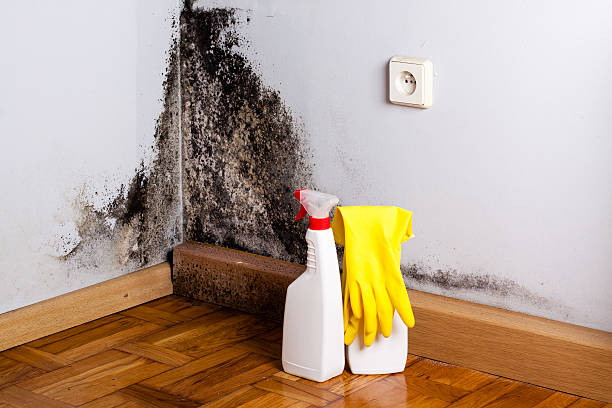 Best Residential Mold Removal  in Lugoff, SC